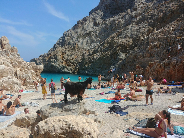 This goat getting lost right in the middle of a beach