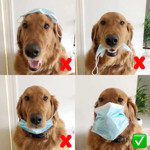 This good boy