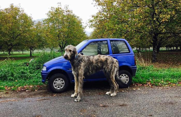 This good boy and a car Irish wolfhound