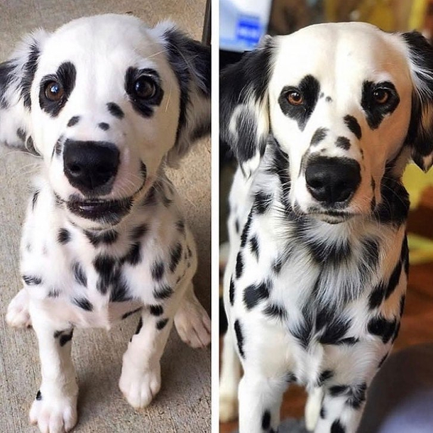 This good boy is still stealing hearts a year later