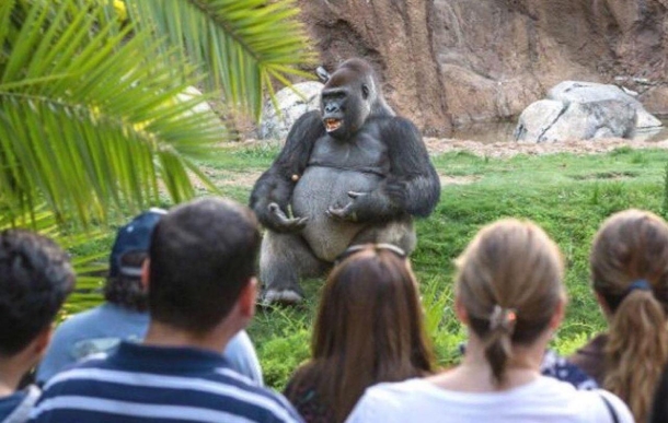 This gorilla looks like hes having his undergraduate philosophy lecture outside since its a nice day