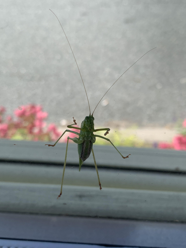 This grasshopper is flipping me off