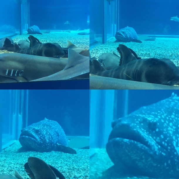 This grouper wasnt invited to the shark cuddle puddle
