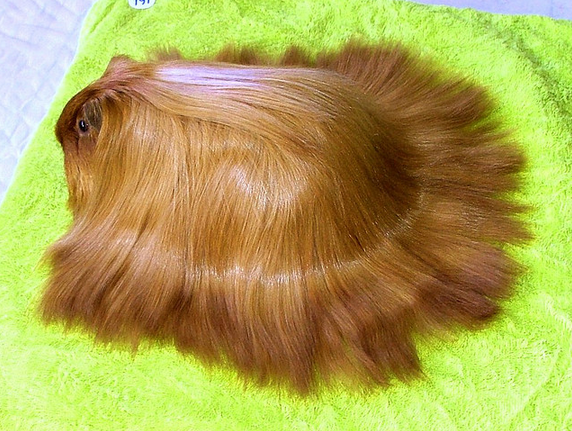 This guinea pig has nicer hair than me