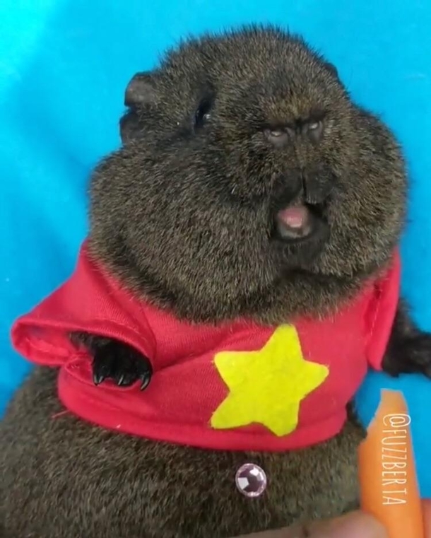 This Guinea pigs mouth and nose looks like a monkeys face