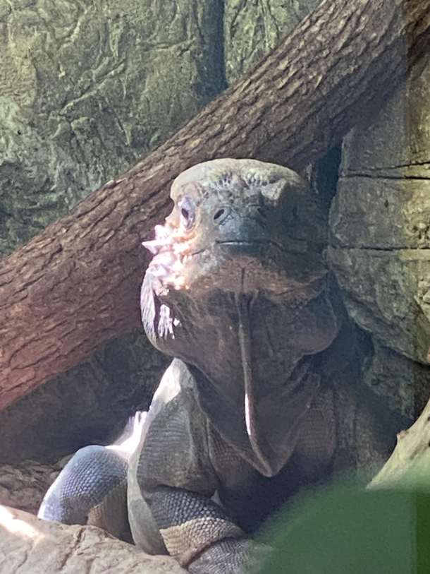 This guy would not stop mean mugging me at the zoo