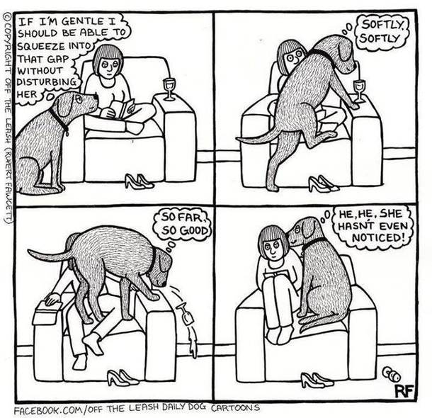 This happens to me all the time with my German Shepard