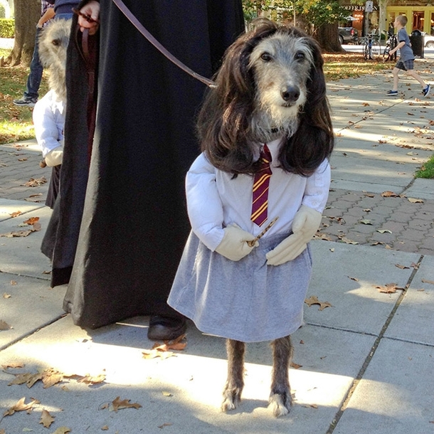 This Hermione dog costume made my day