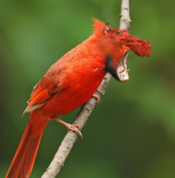 This Hipbird