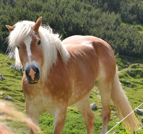 This horse gives you an upvote every time it sees you