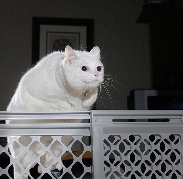 This is a fat cat that looks like Falkor jumping over something - Meme Guy