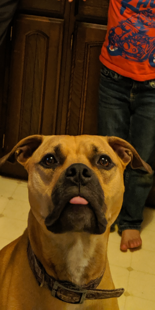 This is a gem of my dog Being my dog