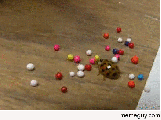 This is a goddamn ladybug playing with goddamn sprinkles Goddamn cute