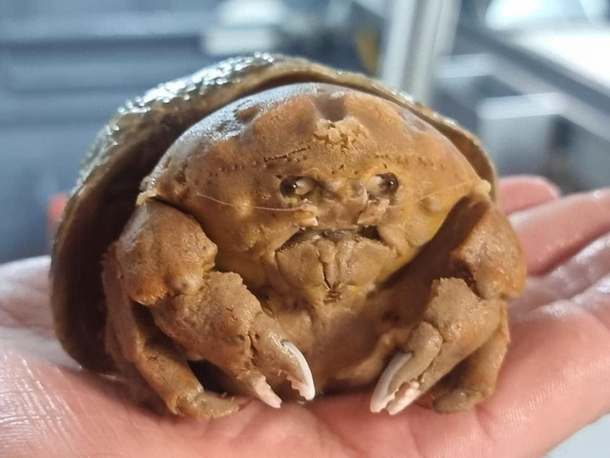 This is an Australian sponge crab I cant