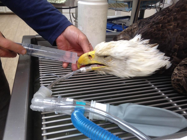 This is an ill eagle image Dont worry hes fine now