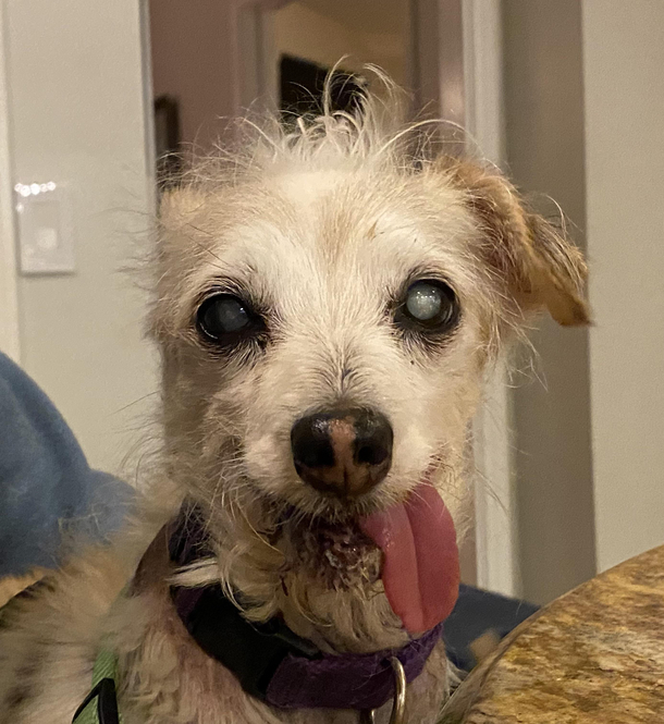 This is Bitz no teeth some fur blind as can be deaf and the happiest dog around