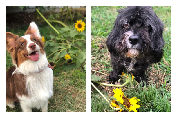 This is Coco and Riley two dogs I board Its just a phase Mom