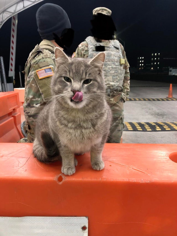 This is Fluffy our unofficial guard cat