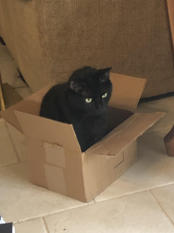 This is his thinking box I often find him here pondering lifes great questions