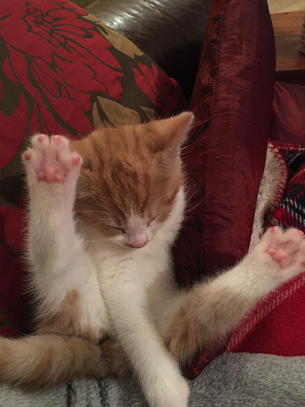 This is how Bean fell asleep last night