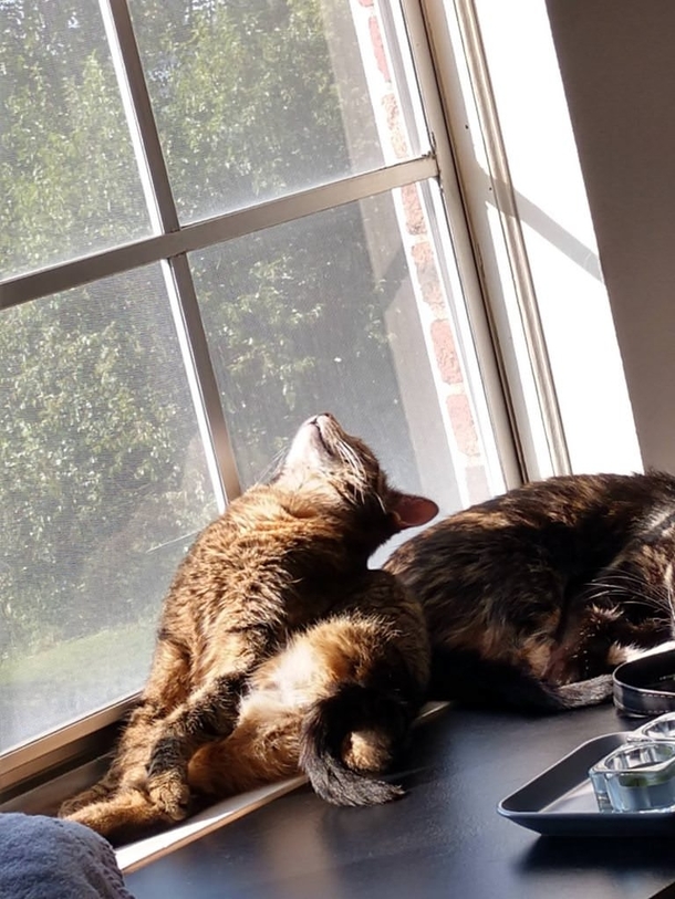 This is how I found my cat sleeping