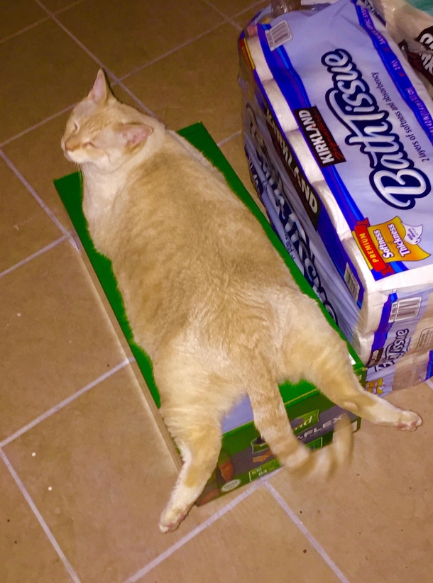This is how my cat decompresses from a full day of napping