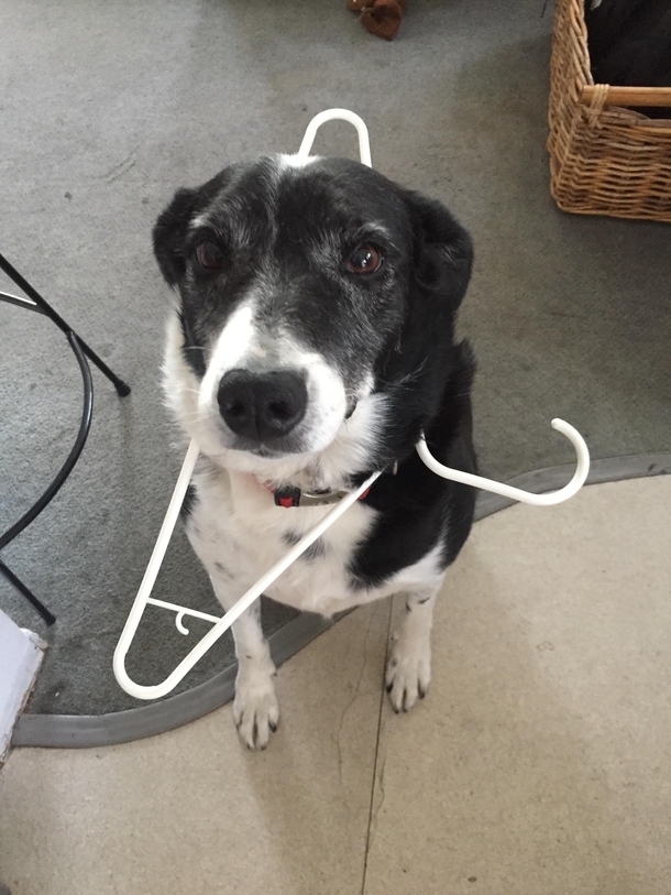 This is how my dog greets me at the door today