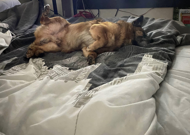 This is how my dog is sleeping