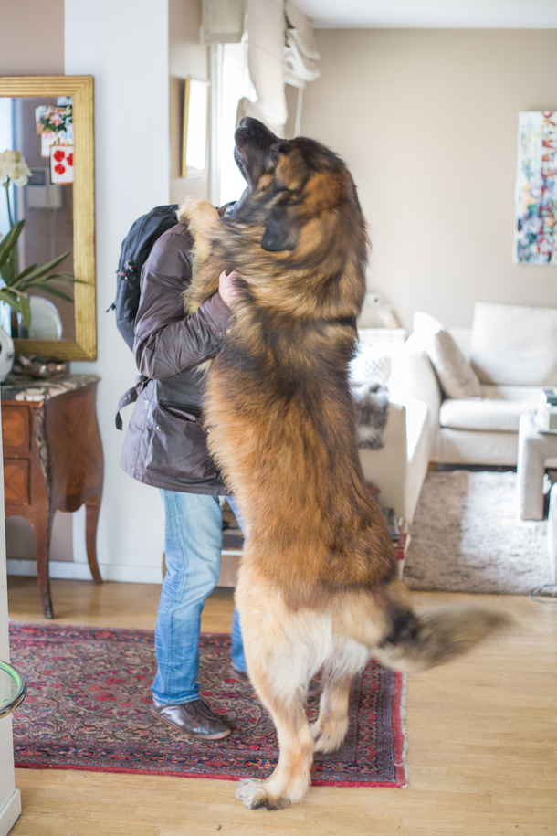 This is how my friends dog greets guests