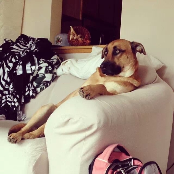 This is how my friends dog watches TV