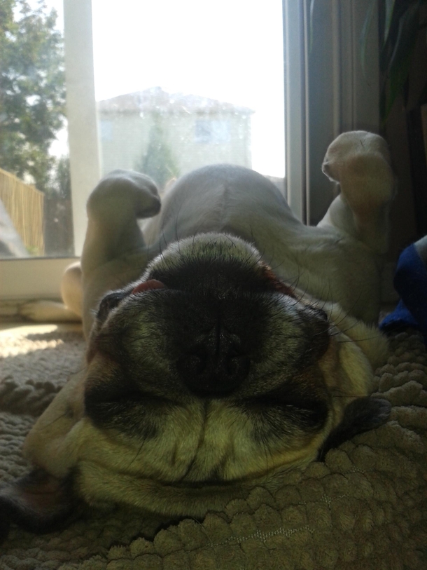 This is how my pug sleeps