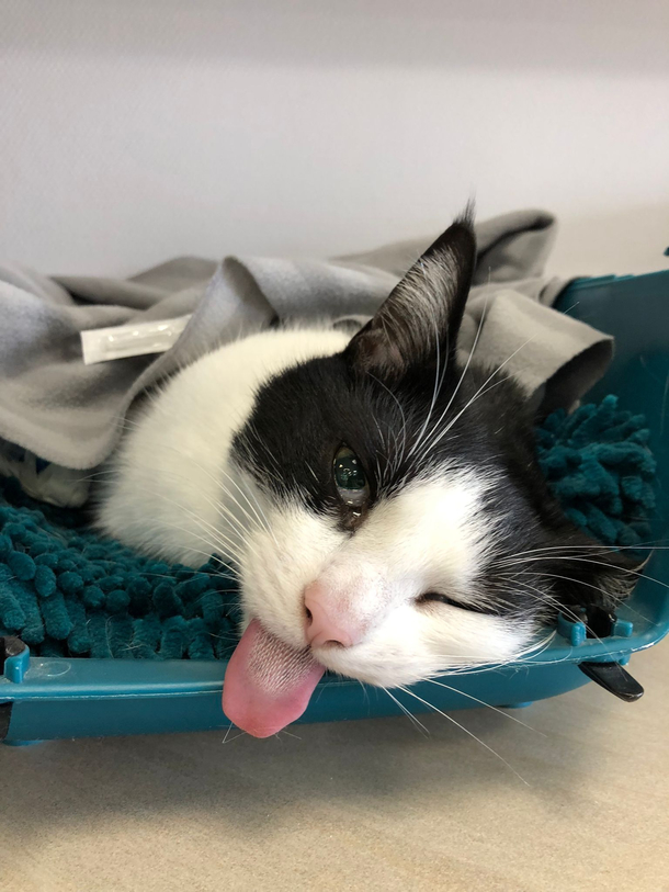 This is how my sisters cat woke up after he had to have surgery