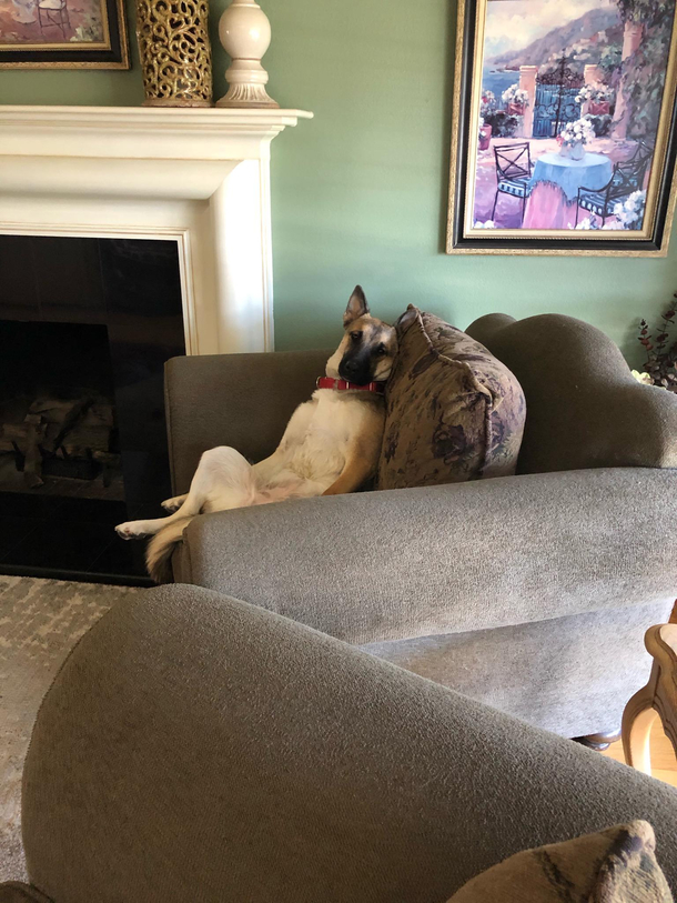This is how she sits more times than not Shes currently being trained to understand her humans and I think this is how she puts herself in their shoes before learning new commands
