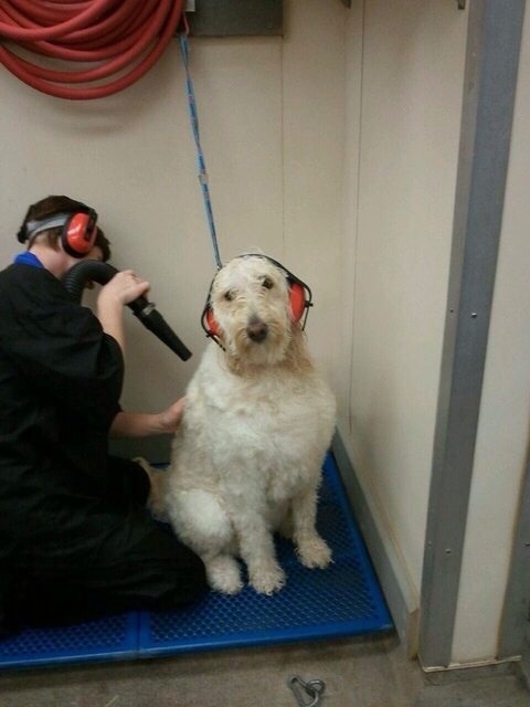 This is how they keep my dog from freaking out at the groomer