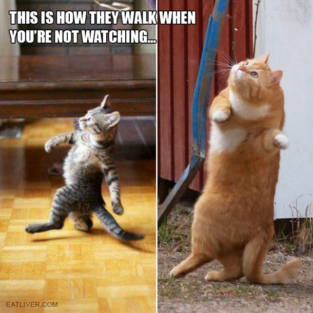 This is How they walk when you are not watching