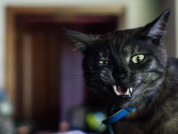 This is Minkey Post Sneeze
