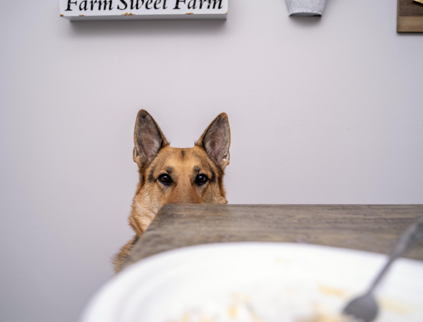 This is my brothers dog the whole time I was eating this Thanksgiving