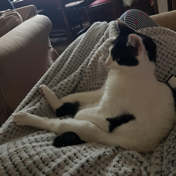 This is my cat Angel I dont fully understand her but I love her