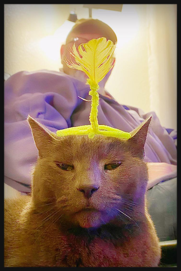 This is my cat Ollie aka WeeWee proudly wearing the feather of his enemy Give it up for Prince WeeWee Ollie is he Ollie aWeeeeWeeeeee