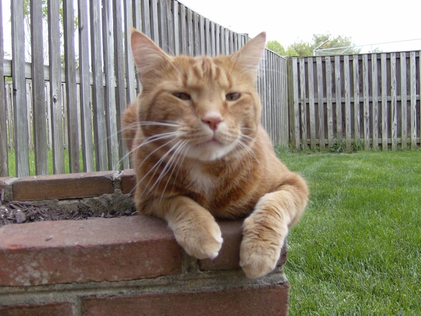 This is my cat There are many like it but this one is mine Without me my cat is useless Without my cat I am useless