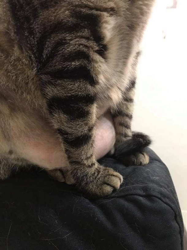 This is my cats belly