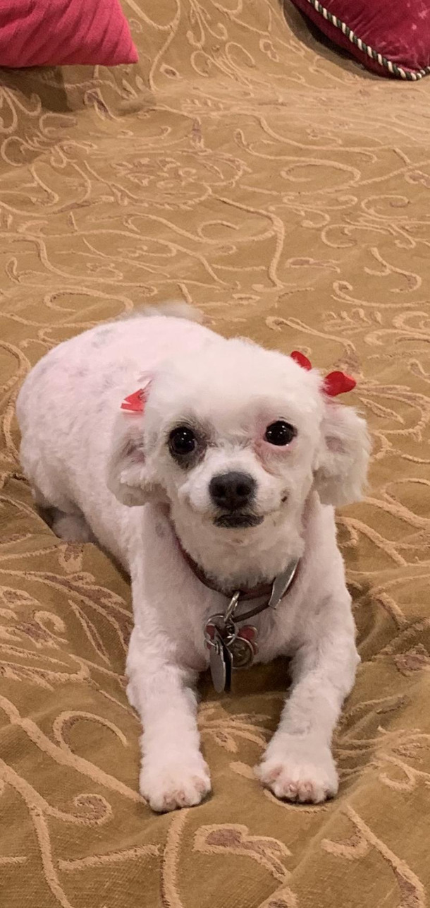 This is my dog Her name is Julie She loves to smile