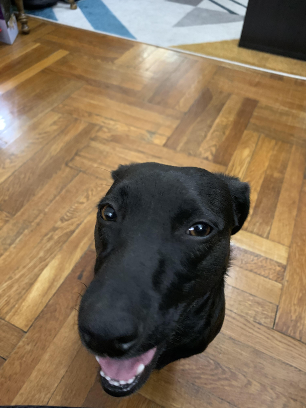 This is my dog Nobody