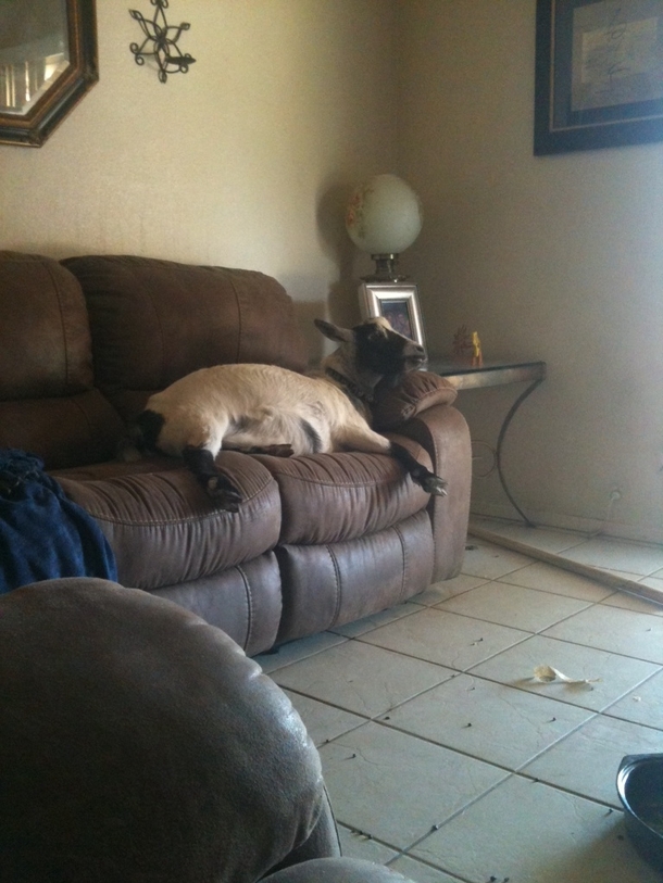 This is my friends goat He likes to chill with us