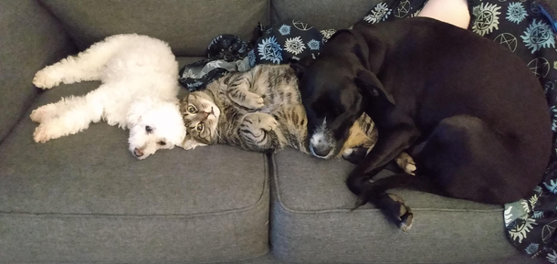 This is my life meow
