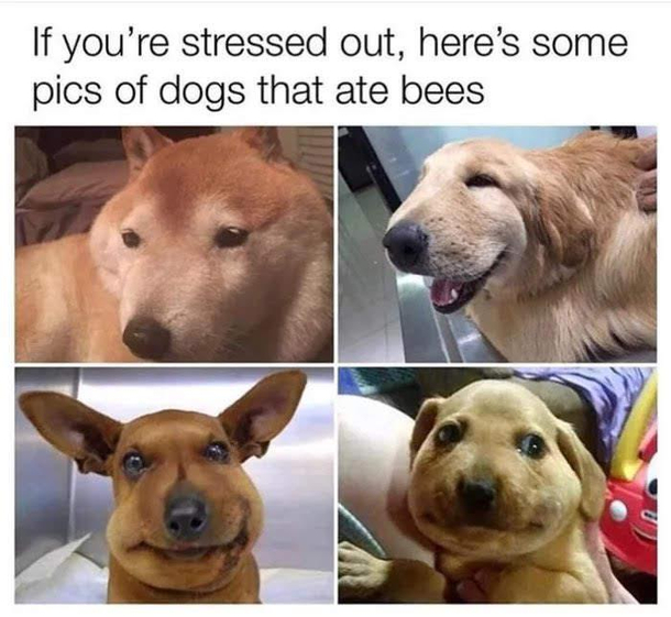 This is my new favourite thing