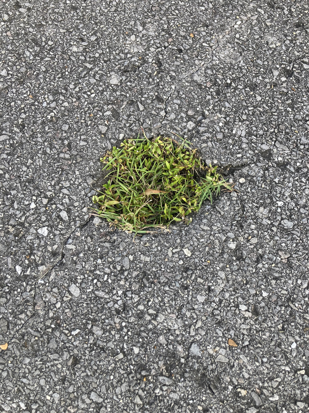 This is my streets grasshole