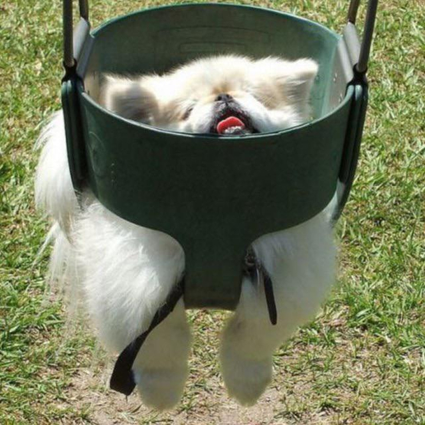 This is not a dog park