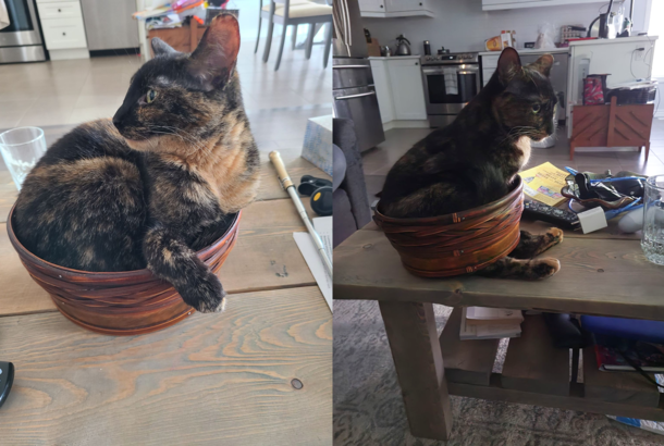 This is Oka Poor girl broke her favorite sitting basket