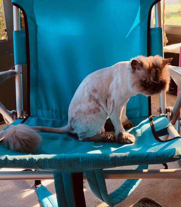 This is Olie his mom gave him a haircut since he cant make it to the groomers right now